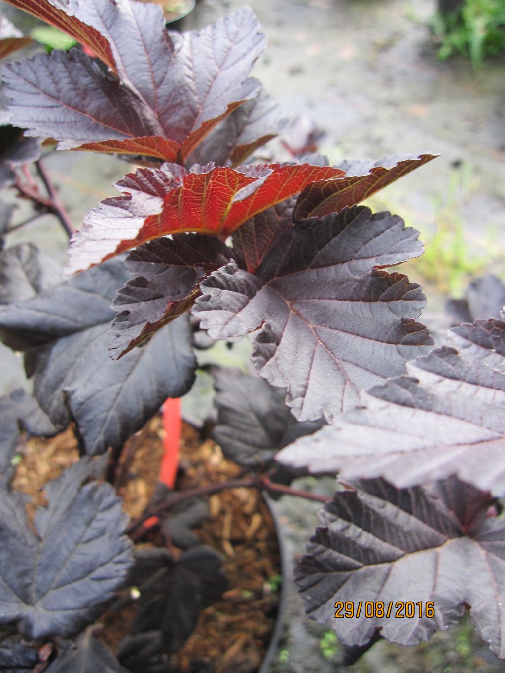 Physocarpus Opulifolius Midnight Fasanenspiere Midnight